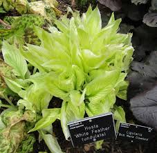 Image result for Hosta White Feather
