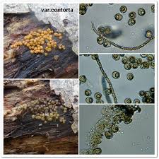 Attēlu rezultāti vaicājumam “Trichia contorta sessile”