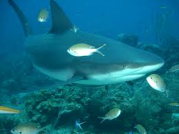 Image result for Carcharhinus