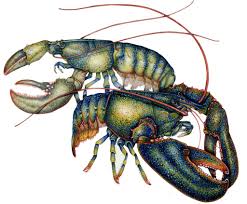 Image result for Homarus americanus