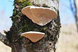 Attēlu rezultāti vaicājumam “Trametes suaveolens”