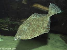 Image result for Platichthys flesus