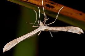 Attēlu rezultāti vaicājumam “Pterophoridae”