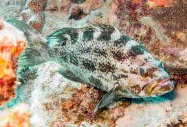 Image result for Mycteroperca interstitialis