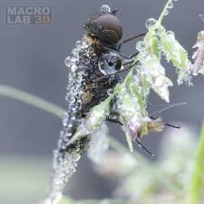 Attēlu rezultāti vaicājumam “Hemipenthes morio”
