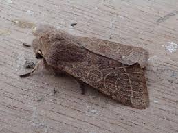 Attēlu rezultāti vaicājumam “Orthosia cerasi”