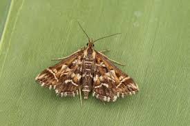 Attēlu rezultāti vaicājumam “Diasemia reticularis”