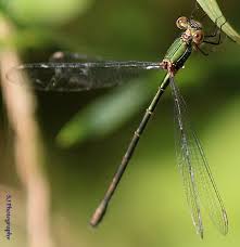 Attēlu rezultāti vaicājumam “Chalcolestes viridis”