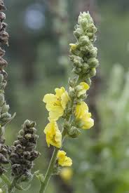 Attēlu rezultāti vaicājumam “Verbascum densiflorum bud”