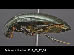 Attēlu rezultāti vaicājumam “Hydrophilidae”