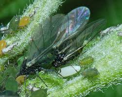 Attēlu rezultāti vaicājumam “Aphis farinosa”