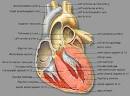 An Unexpected Error: Living without a Pericardium