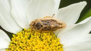 Attēlu rezultāti vaicājumam “Aphrophoridae imago”