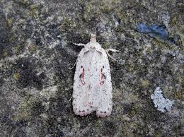 Attēlu rezultāti vaicājumam “Agonopterix ocellana”