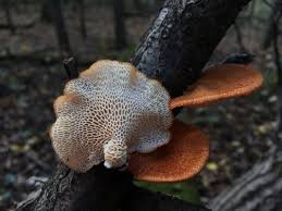 Attēlu rezultāti vaicājumam “Polypores”