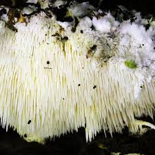 Attēlu rezultāti vaicājumam “Dentipellis fragilis”