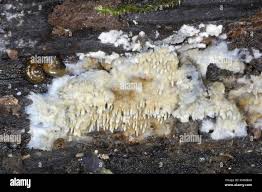 Attēlu rezultāti vaicājumam “Mycoacia fuscoatra”