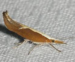 Attēlu rezultāti vaicājumam “Ypsolopha dentella”