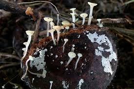 Attēlu rezultāti vaicājumam “Hymenoscyphus fructigenus”