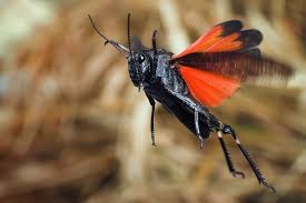 Attēlu rezultāti vaicājumam “Psophus stridulus”