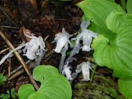 Image result for ギンリョウソウ