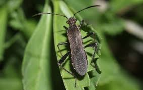 Attēlu rezultāti vaicājumam “Alydus calcaratus”