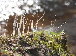 Attēlu rezultāti vaicājumam “Pellia epiphylla sporophyte”