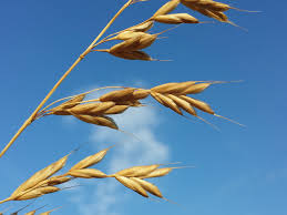 Attēlu rezultāti vaicājumam “Bromus secalinus”