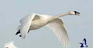 Attēlu rezultāti vaicājumam “Cygnus columbianus”