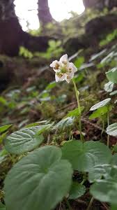 Attēlu rezultāti vaicājumam “Moneses uniflora fruit”