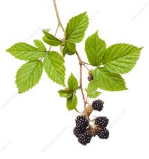 Attēlu rezultāti vaicājumam “Rubus plicatus”