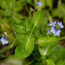 Attēlu rezultāti vaicājumam “Veronica beccabunga bud”