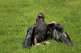 Attēlu rezultāti vaicājumam “Aquila chrysaetos adult”