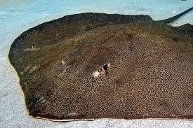 Attēlu rezultāti vaicājumam “Retinia resinella exuvia”