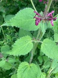 Attēlu rezultāti vaicājumam “Stachys sylvatica leaf”
