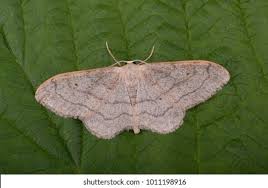 Attēlu rezultāti vaicājumam “Idaea aversata”