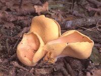 Attēlu rezultāti vaicājumam “Otidea onotica”