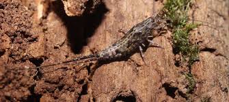 Attēlu rezultāti vaicājumam “Machilidae”