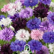 Image result for Centaurea cyanus