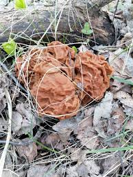 Attēlu rezultāti vaicājumam “Gyromitra gigas”