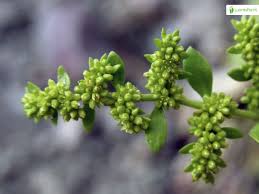 Attēlu rezultāti vaicājumam “Herniaria glabra”