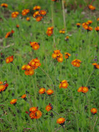 Attēlu rezultāti vaicājumam “Pilosella aurantiaca flower”
