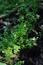 Attēlu rezultāti vaicājumam “Galium palustre”