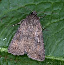 Attēlu rezultāti vaicājumam “Caradrina morpheus”