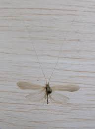 Attēlu rezultāti vaicājumam “Oecetis ochracea”