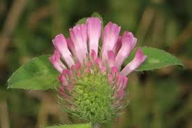 Attēlu rezultāti vaicājumam “Trifolium pratense flower”