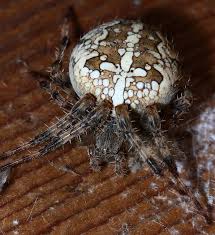Attēlu rezultāti vaicājumam “Araneus diadematus”