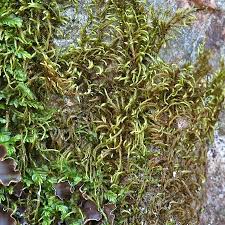 Attēlu rezultāti vaicājumam “Pterigynandrum filiforme”