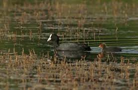 Attēlu rezultāti vaicājumam “Fulica atra adult”