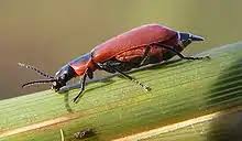 Attēlu rezultāti vaicājumam “Malachidae”